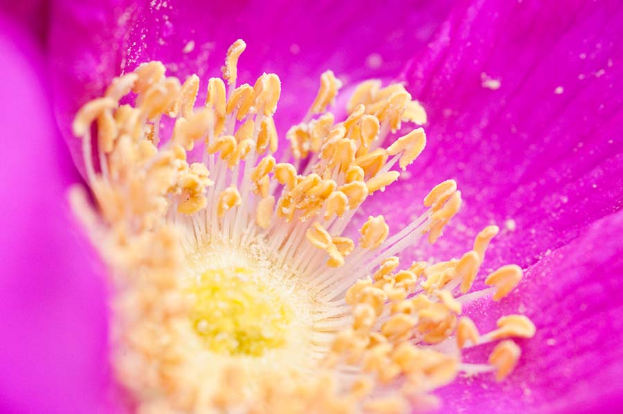 Bibernell-Rose, Deutschland 2012.